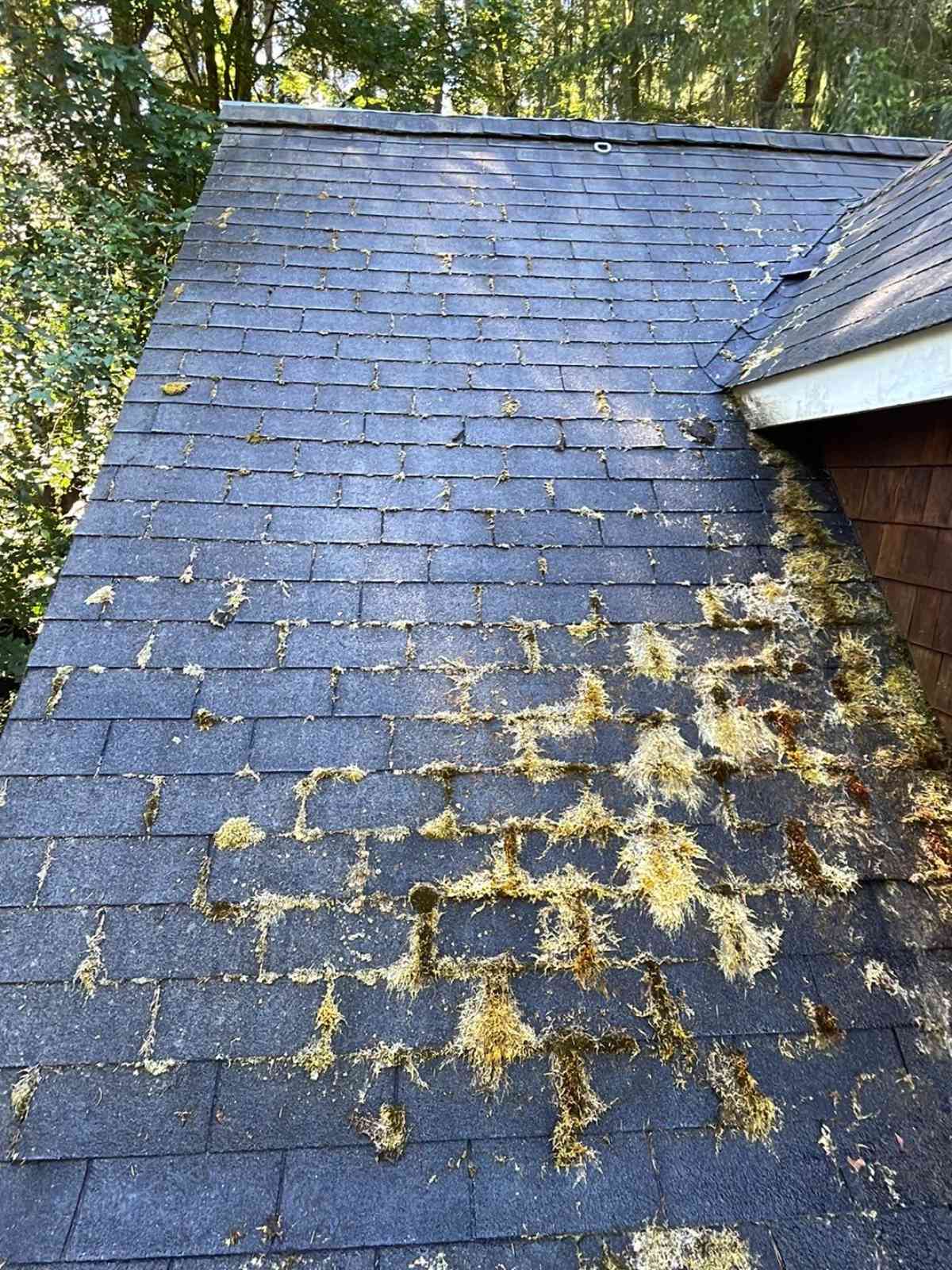 Moss Removal Service