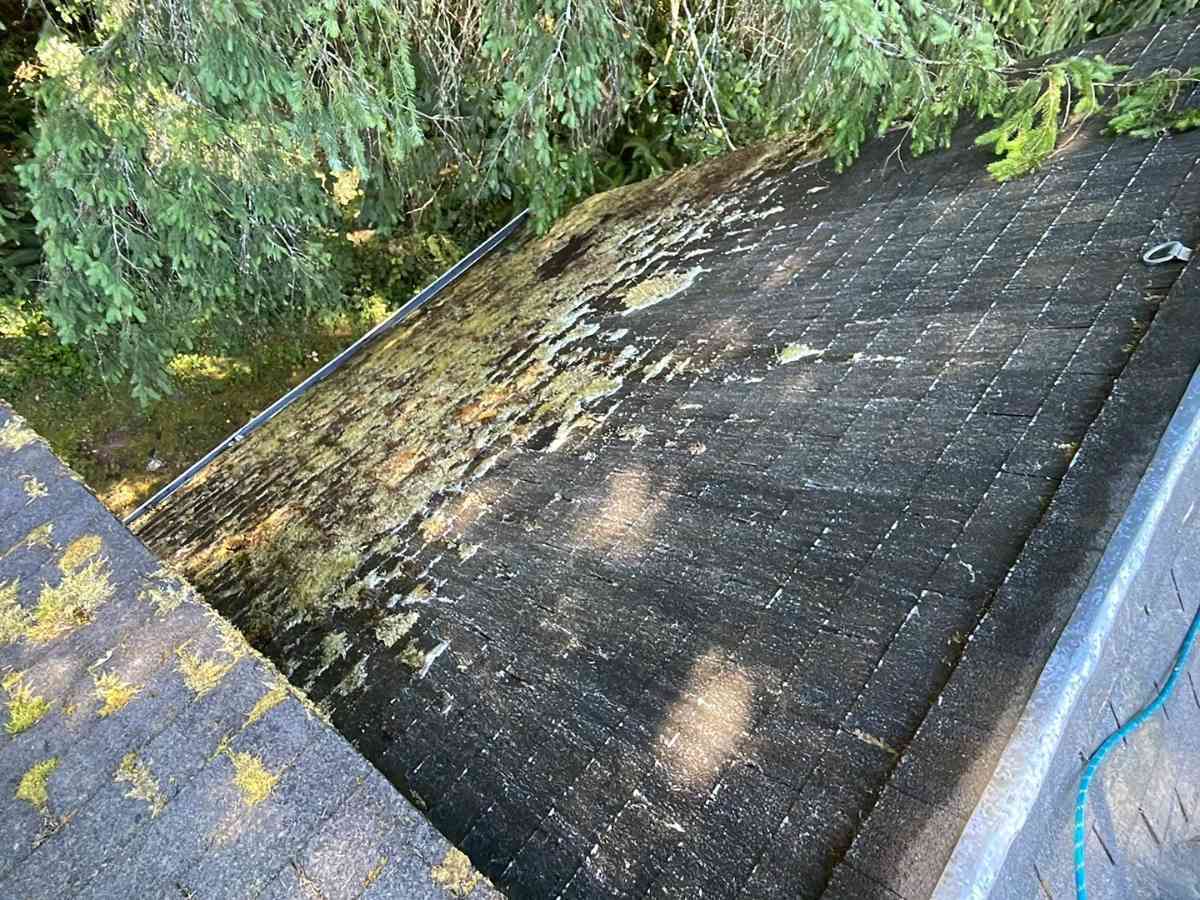 Roof Moss Removal