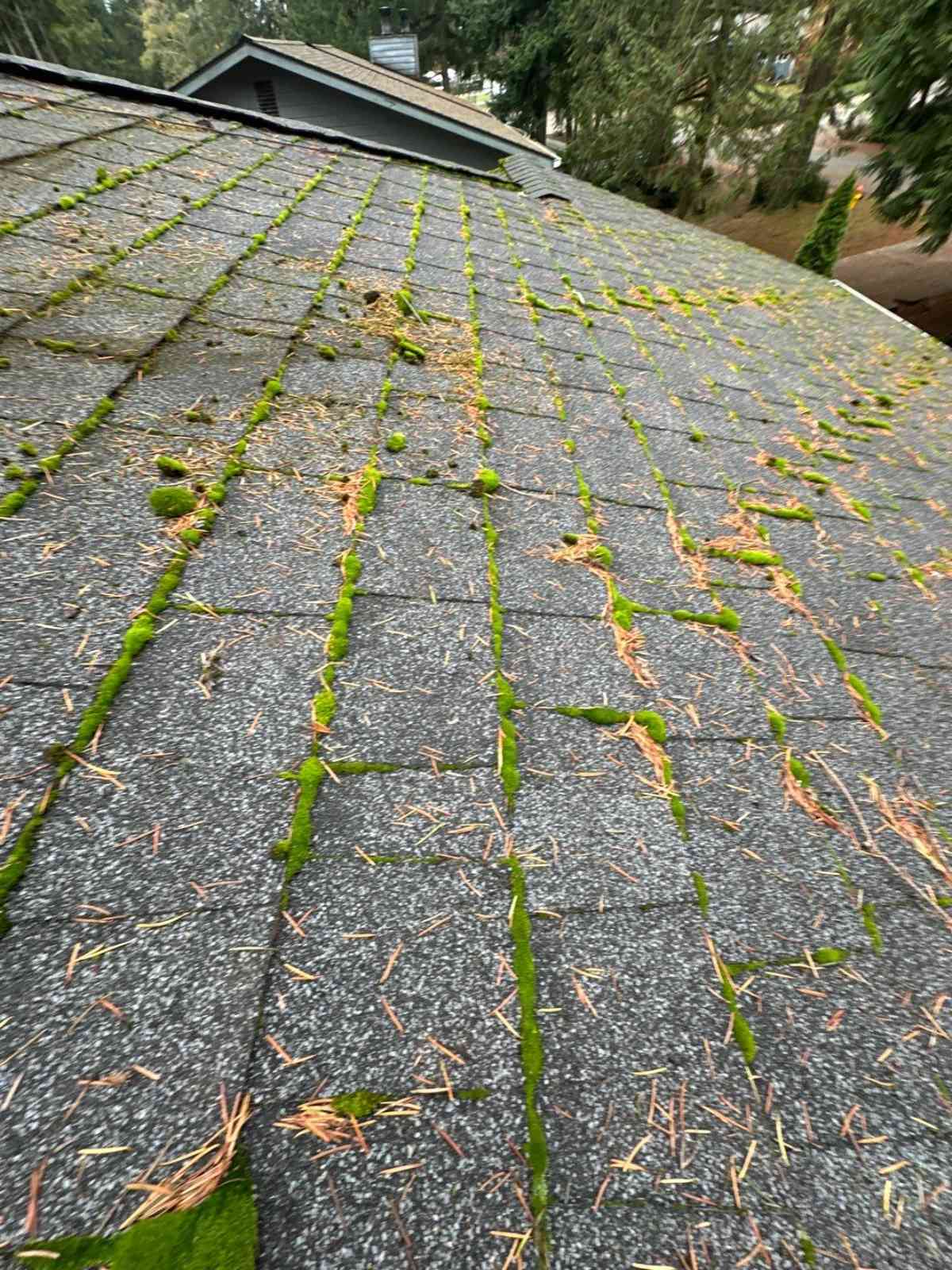 Roof Moss