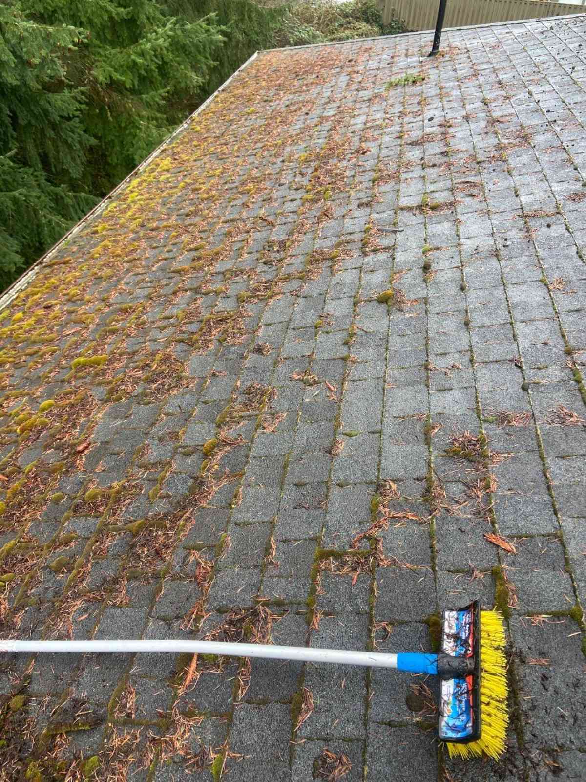 Roof Cleaning Services