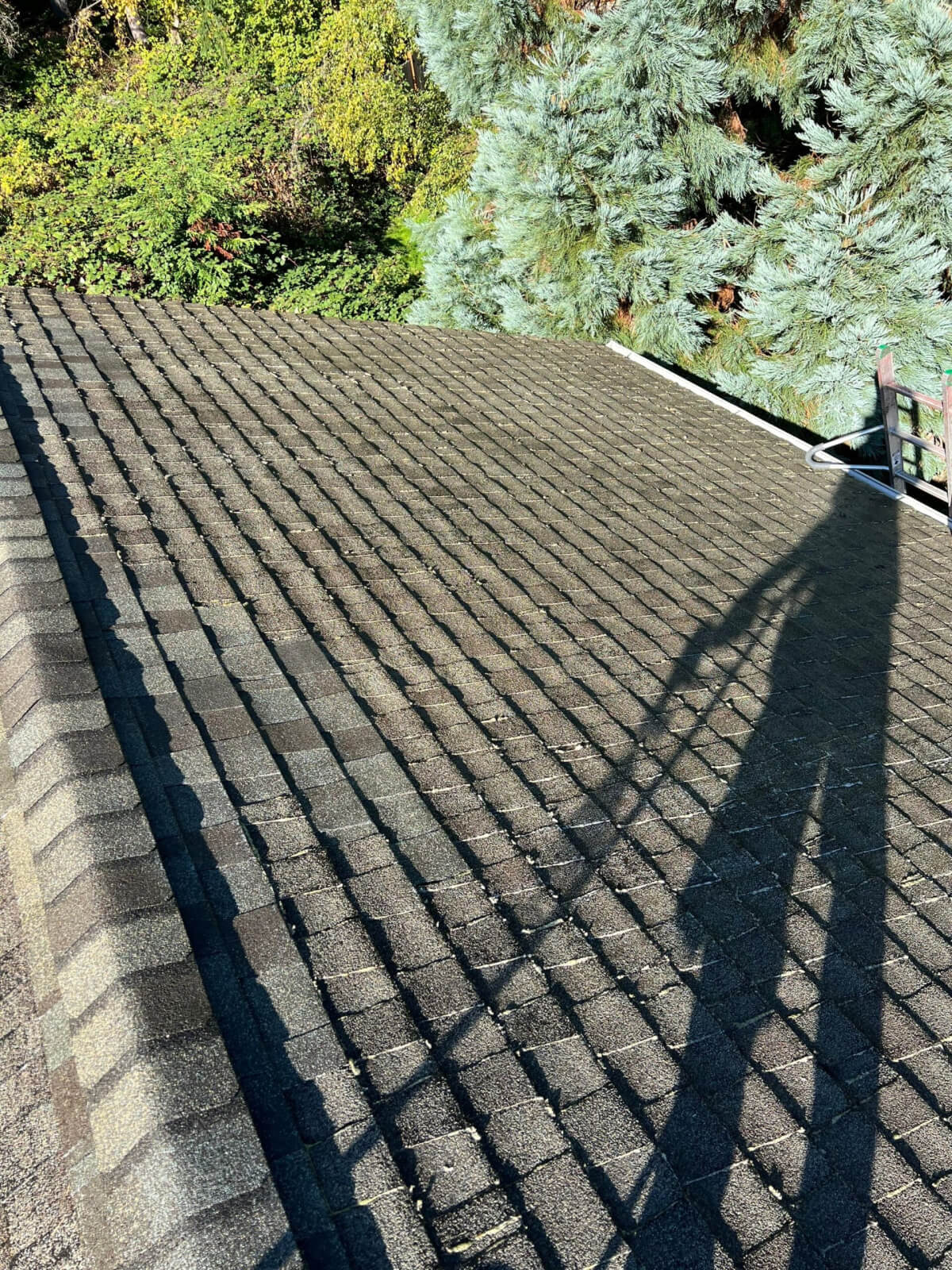 Roof Cleaning Service